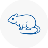 Rat Control Earls Court