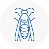 Earls Court Wasp Nest Removal